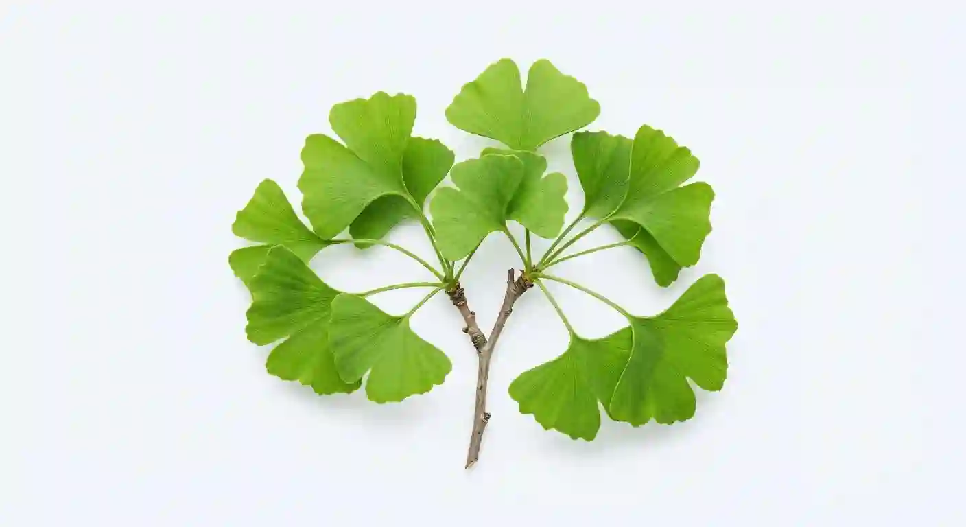 ginkgo biloba